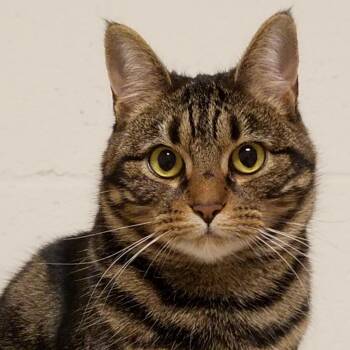 Domestic Short Hair Cats Available for Adoption in Frederick, Maryland - Hesper | PetCurious