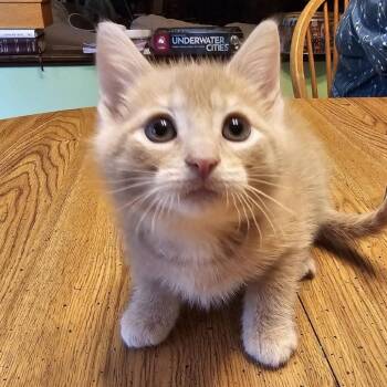 Cuyahoga Valley -  Domestic Short Hair Cat for Adoption in Mentor, Ohio - Cuyahoga Valley | PetCurious