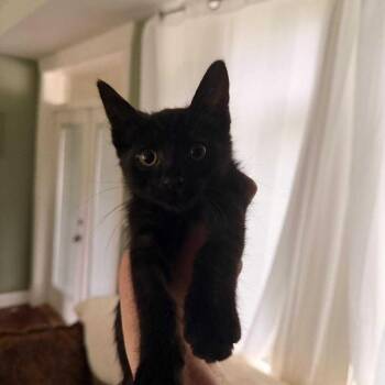 Azula -  Domestic Short Hair Cat for Adoption in Abbotsford, British Columbia - Azula | PetCurious
