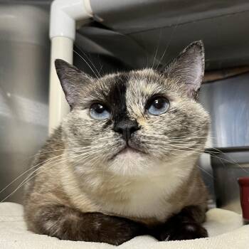 Judge -  Domestic Short Hair Cat for Adoption in Palm Springs, California - Judge | PetCurious