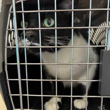 Wednesday -  Domestic Short Hair Cat for Adoption in Dearborn, Michigan - Wednesday | PetCurious