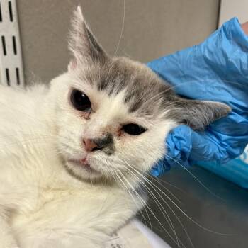 Peanut -  Domestic Short Hair Cat for Adoption in Yuma, Arizona - Peanut | PetCurious