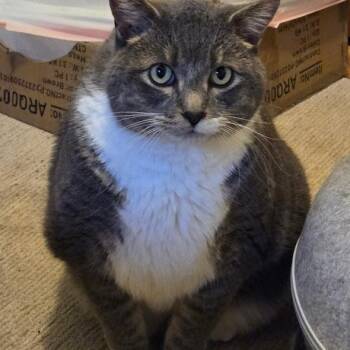 Bubba -  Domestic Short Hair Cat for Adoption in Grand Rapids, Minnesota - Bubba | PetCurious