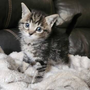 Mrs. Norris -  Domestic Short Hair Cat for Adoption in Medford, Oregon - Mrs. Norris | PetCurious