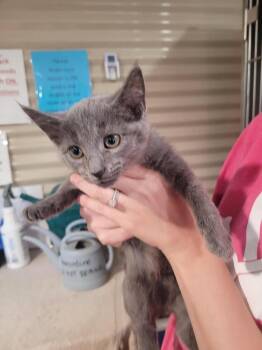Tinsel -  Domestic Short Hair Cat for Adoption in Linton, Indiana - Tinsel | PetCurious