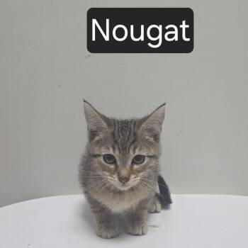 Nougat -  Domestic Short Hair Cat for Adoption in Snow Hill, North Carolina - Nougat | PetCurious