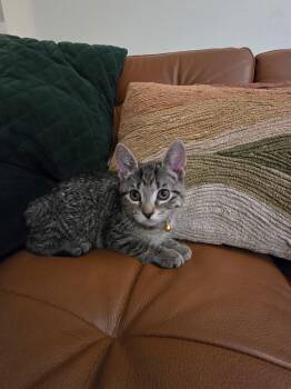 Stella - In Foster -  Domestic Short Hair Cat for Adoption in Midland, Michigan - Stella - In Foster | PetCurious