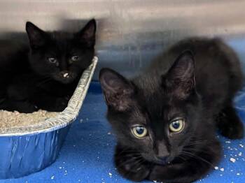 POPPY -  Domestic Short Hair Cat for Adoption in Tustin, California - POPPY | PetCurious