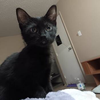Rescue Domestic Short Hair Cats for Adoption in Springfield, Ohio - Raven | PetCurious
