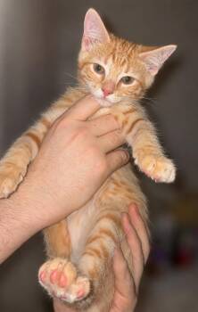 Fondue -  Domestic Short Hair Cat for Adoption in Murfreesboro, Tennessee - Fondue | PetCurious