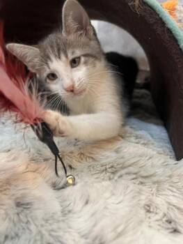 Rescue Domestic Short Hair Cats for Adoption in Liverpool, Texas - Dobby | PetCurious