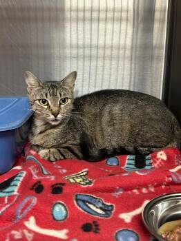 Curly -  Domestic Short Hair Cat for Adoption in Gautier, Mississippi - Curly | PetCurious