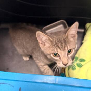 August -  Domestic Short Hair Cat for Adoption in Philadelphia, Pennsylvania - August | PetCurious