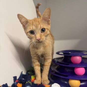 Cheesecake -  Domestic Short Hair Cat for Adoption in Dearborn, Michigan - Cheesecake | PetCurious
