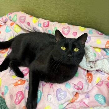 Domestic Short Hair Cats Available for Adoption in Driggs, Idaho - Puddin Pop | PetCurious