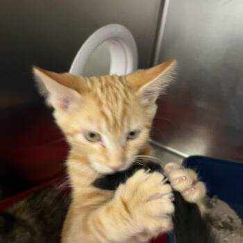 Milli -  Domestic Short Hair Cat for Adoption in Sonoma, California - Milli | PetCurious