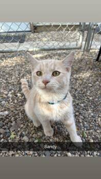 Rescue Domestic Short Hair Cats for Adoption in North Weyburn, Saskatchewan - Sandy | PetCurious