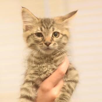 Adidas -  Domestic Short Hair Cat for Adoption in Belleville, Illinois - Adidas | PetCurious
