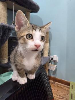 Dart -  Domestic Short Hair Cat for Adoption in Chicago, Illinois - Dart | PetCurious