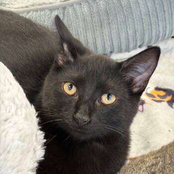 Johnny Cash -  Domestic Short Hair Cat for Adoption in Atoka, Tennessee - Johnny Cash | PetCurious