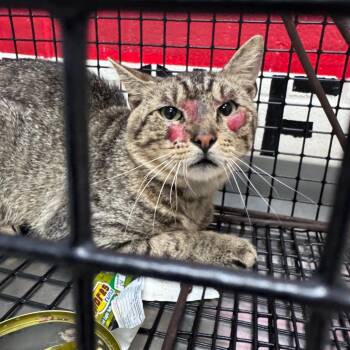 Domestic Short Hair Cats Available for Adoption in Lufkin, Texas - Rocky | PetCurious