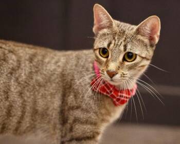 Stella 2 -  Domestic Short Hair Cat for Adoption in North Babylon, New York - Stella 2 | PetCurious