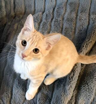 Harry Potter -  Domestic Short Hair Cat for Adoption in Davis, California - Harry Potter | PetCurious