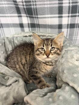 TIMON -  Domestic Short Hair Cat for Adoption in Algona, Iowa - TIMON | PetCurious