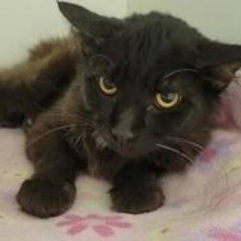 Rescue Domestic Short Hair Cats for Adoption in Phoenixville, Pennsylvania - Edgar | PetCurious