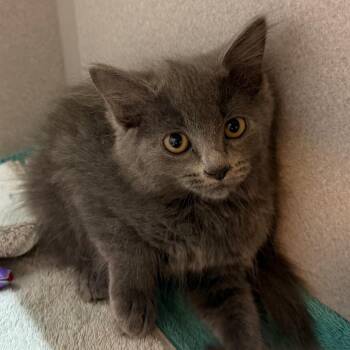 Ursula -  Domestic Long Hair Cat for Adoption in Pittsburgh, Pennsylvania - Ursula | PetCurious