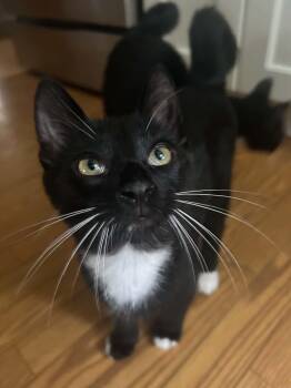 Dale (must adopt with Brennan) -  Tuxedo Cat for Adoption in New Bedford, Massachusetts - Dale (must Adopt With Brennan) | PetCurious