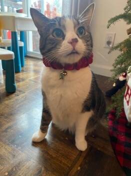 Rescue Domestic Medium Hair and Domestic Short Hair Cats for Adoption in Bellevue, Washington - Yuki Saba | PetCurious