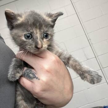 Madison -  Domestic Medium Hair Cat for Adoption in Richmond Hill, Georgia - Madison | PetCurious