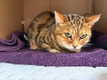 George -  Bengal Cat for Adoption in Stratham, New Hampshire - George | PetCurious