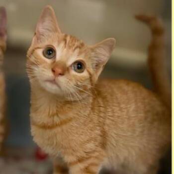 Canary -  Domestic Short Hair Cat for Adoption in Concord, North Carolina - Canary | PetCurious