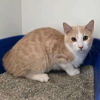 Rescue Domestic Short Hair Cats for Adoption in Jasper, Indiana - Hiro | PetCurious