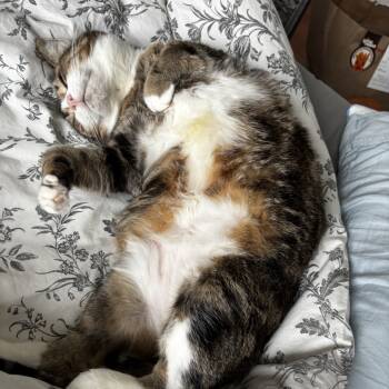 Rescue Domestic Short Hair Cats for Adoption in Baltimore, Maryland - Wyck | PetCurious