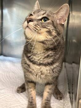 Julien -  Domestic Short Hair Cat for Adoption in Fall River, Massachusetts - Julien | PetCurious