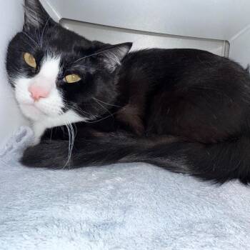 Domestic Short Hair Cats Available for Adoption in Cedaredge, Colorado - Nyx | PetCurious