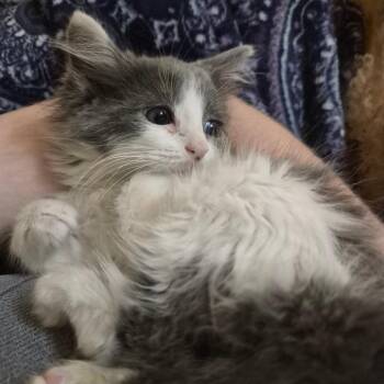 Magnolia -  Domestic Long Hair Cat for Adoption in Lexington, Kentucky - Magnolia | PetCurious