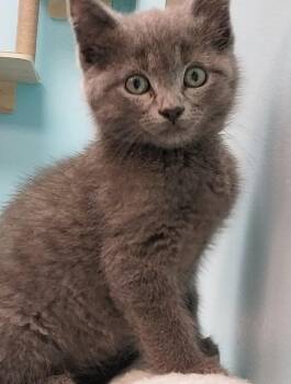 Ajak -  Domestic Short Hair Cat for Adoption in Washburn, Wisconsin - Ajak | PetCurious