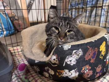 Domestic Short Hair Cats Available for Adoption - Sneakers | PetCurious