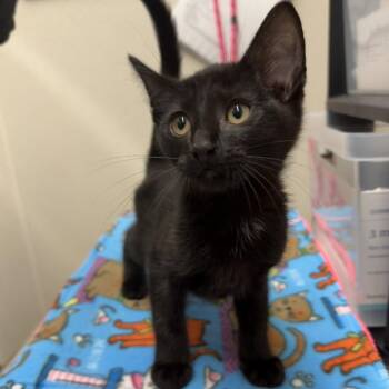 Domestic Short Hair Cats Available for Adoption in Morganton, North Carolina - Jet | PetCurious