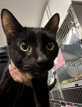 Plankton (E77) -  Domestic Short Hair Cat for Adoption in Lafayette, Indiana - Plankton (E77) | PetCurious