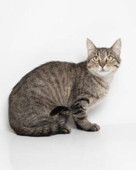 Belle -  Domestic Short Hair Cat for Adoption in Boone, Iowa - Belle | PetCurious