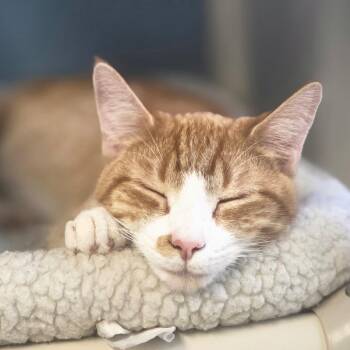 Domestic Short Hair Cats Available for Adoption - Keith | PetCurious