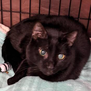 Domestic Short Hair Cats Available for Adoption in Bismarck, North Dakota - Dhalia | PetCurious
