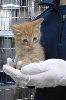 Domestic Short Hair Cats Available for Adoption in Salinas, California - MAXX | PetCurious