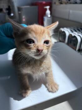 ANCHOR -  Domestic Short Hair Cat for Adoption in Pearland, Texas - ANCHOR | PetCurious