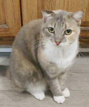 Rescue Calico Cats for Adoption in Pompano Beach, Florida - Cocoa | PetCurious